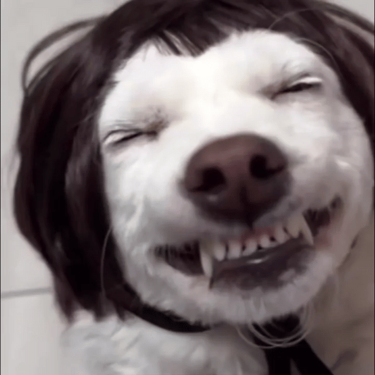Funny Cosplay Wig for Cats & Dogs